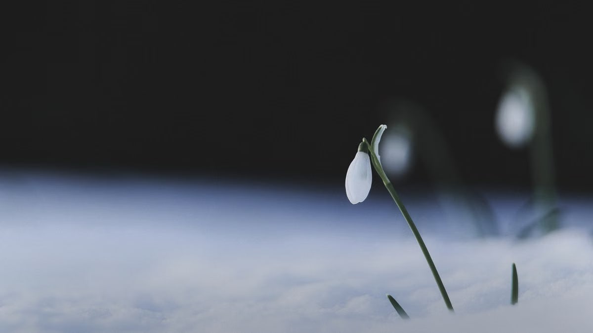 Close-up of a single snowdrop flower rising through the snow, symbolizing hope in winter.